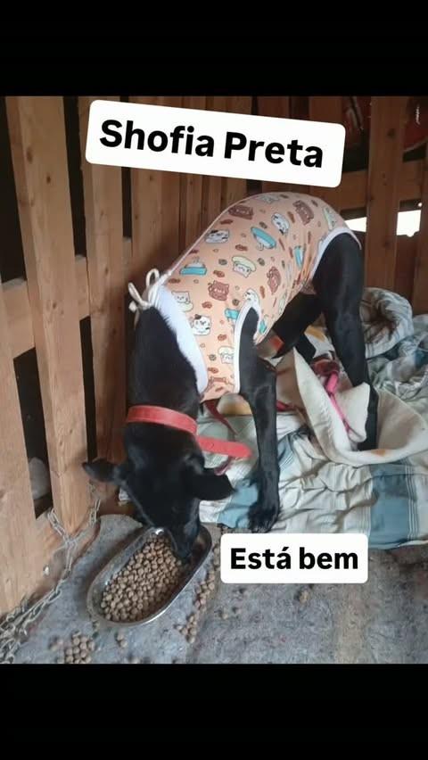 Shofia, cadela de porte pequeno para adoção em Jundiaí - SP