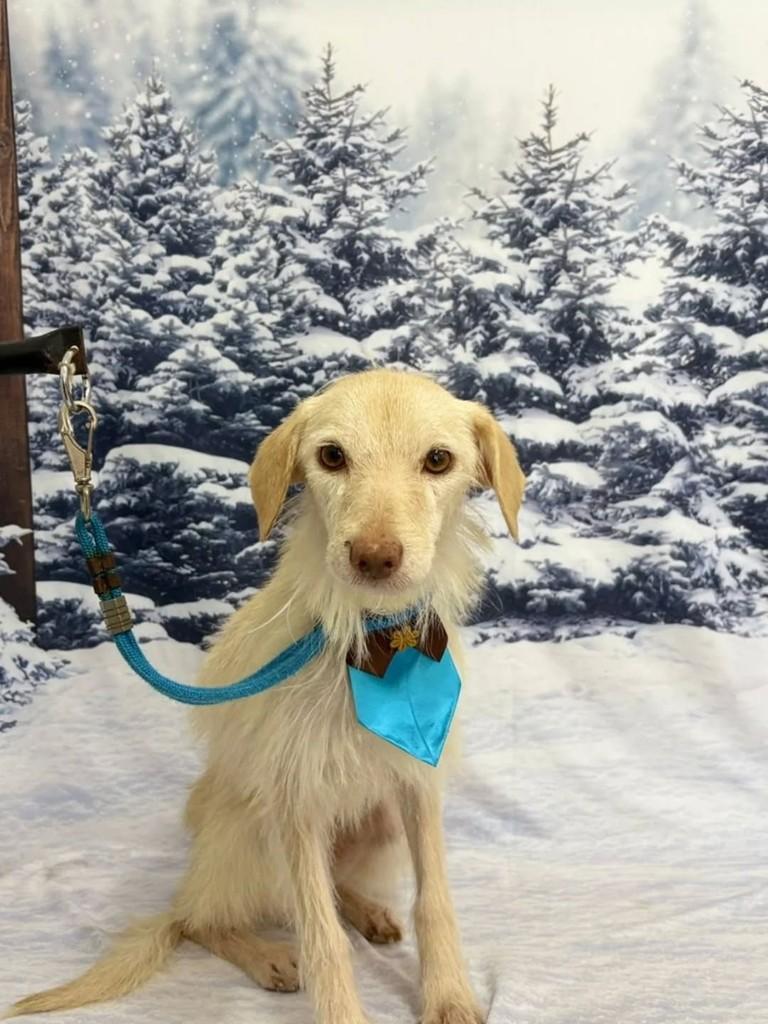Igor, cachorro de porte médio para adoção em Olinda - PE