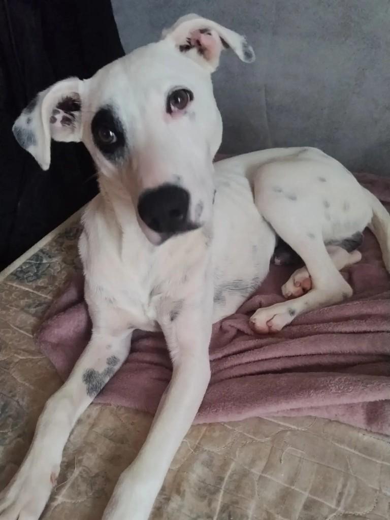 Javier, cachorro de porte médio para adoção em Petrópolis - RJ