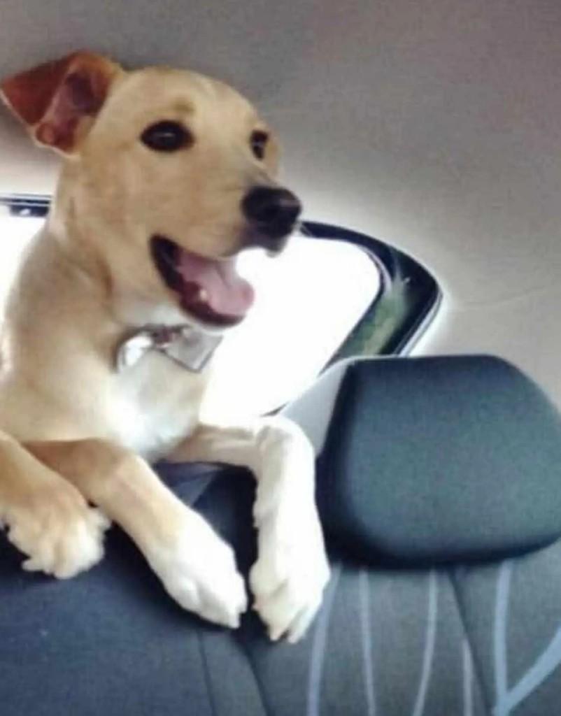 Sun, cachorro de porte médio para adoção em Santa Maria - RS