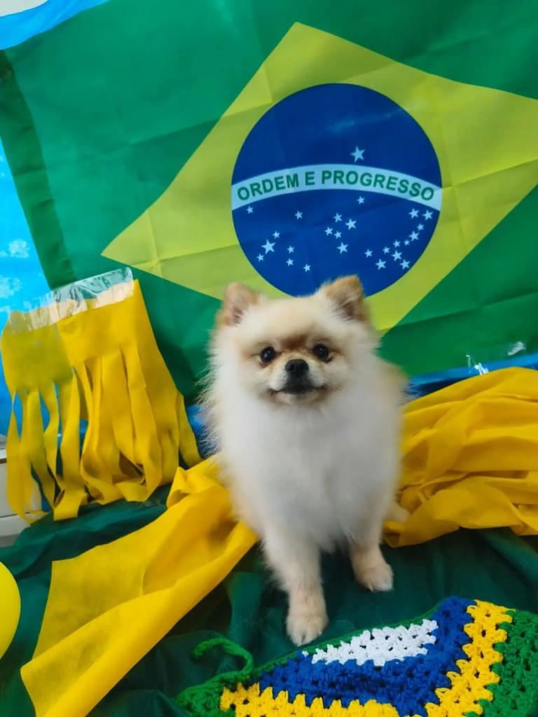 Spitz Alemão (Lulu da Pomerânia), cachorro de porte pequeno para adoção em Santa Maria - RS