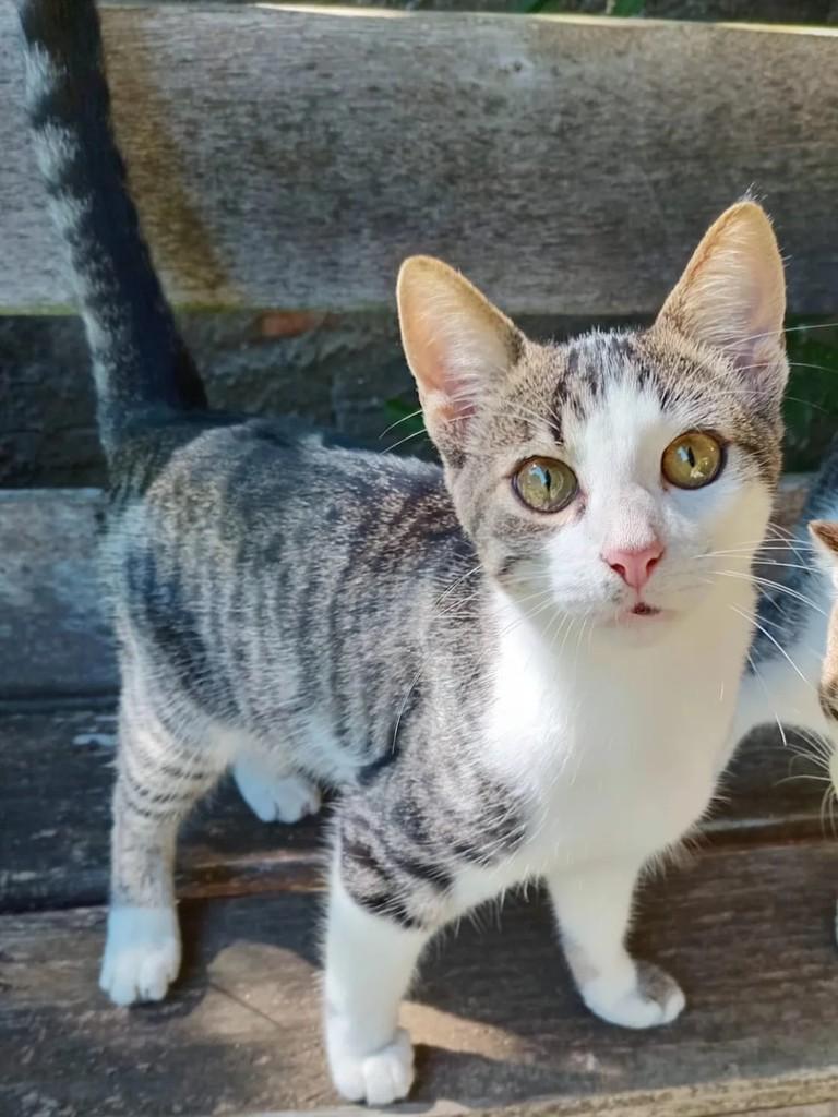 Lupinho, gato de porte pequeno para adoção em Santa Maria - RS