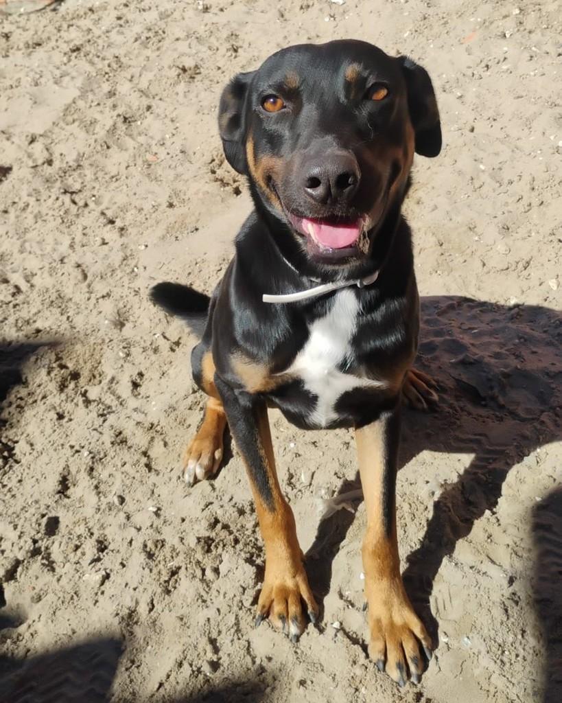 Oreo, cachorro de porte médio para adoção em Santa Maria - RS