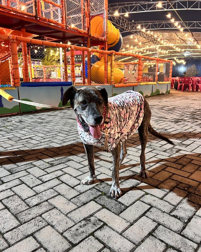 Leona, cachorro de porte grande para adoção em Santa Maria - RS
