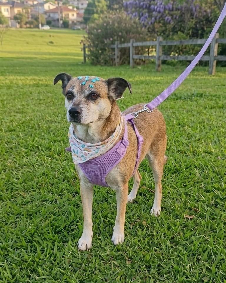 Lua, cadela de porte médio para adoção em Santa Maria - RS
