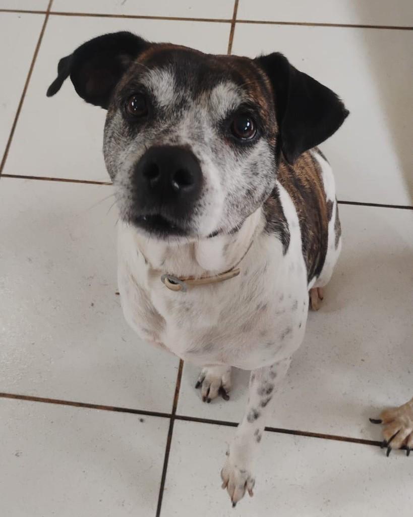 Hulk, cachorro de porte grande para adoção em Santa Maria - RS