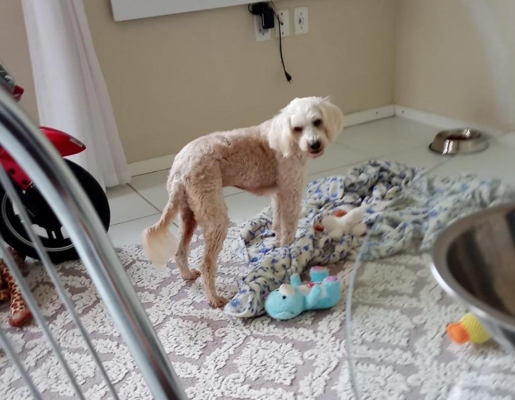 Bob, cachorro de porte médio para adoção em Santa Maria - RS