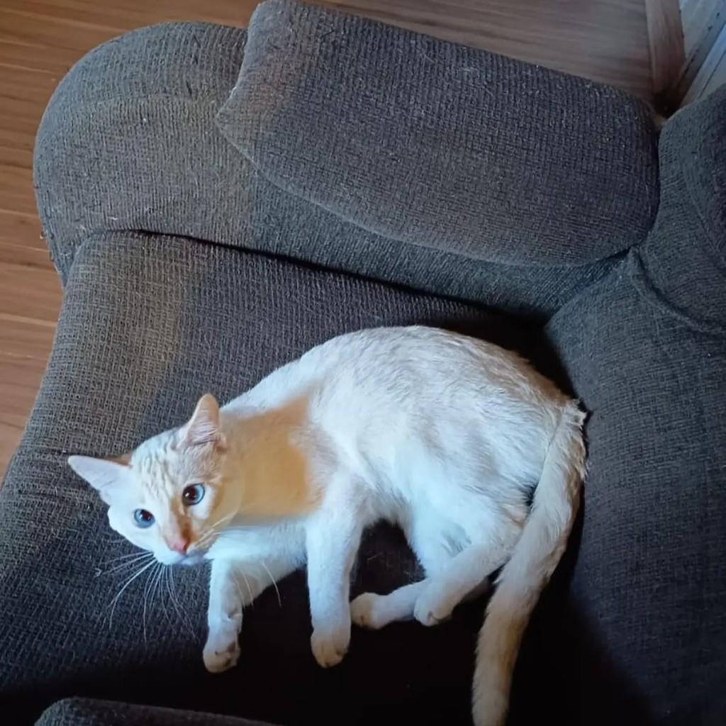 Branquinho, gato de porte pequeno para adoção em Santa Maria - RS