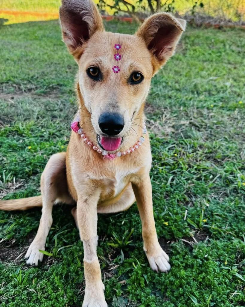 Nina, cadela de porte médio para adoção em Santa Maria - RS