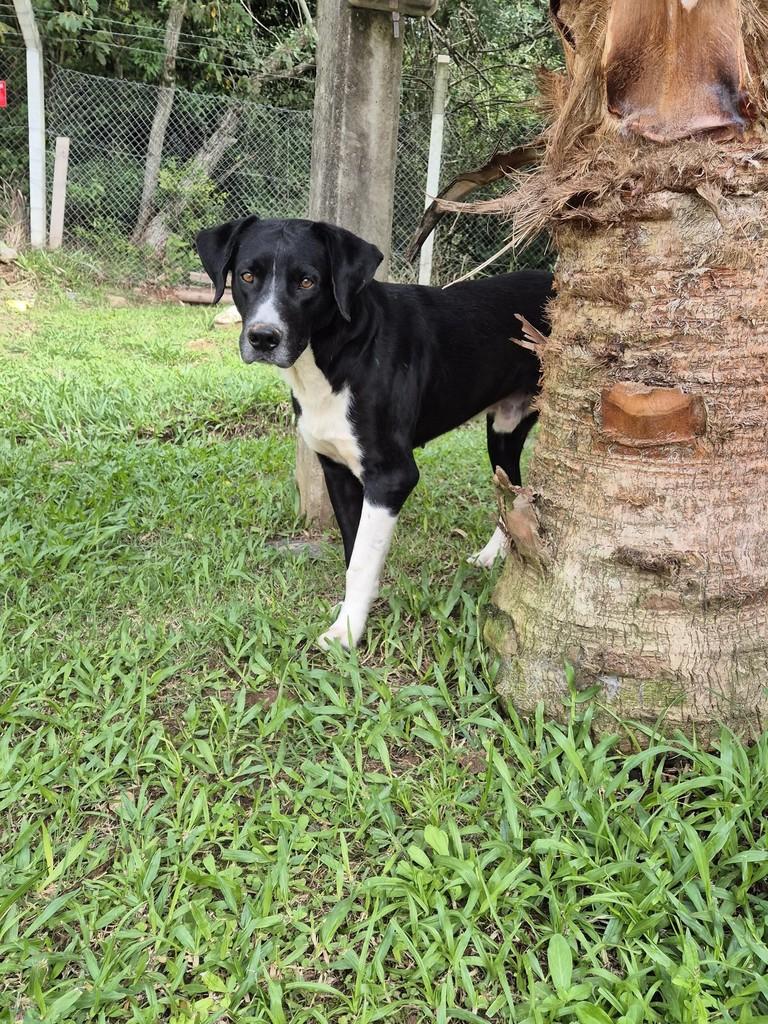 Luiz, cachorro de porte grande para adoção em Santa Maria - RS