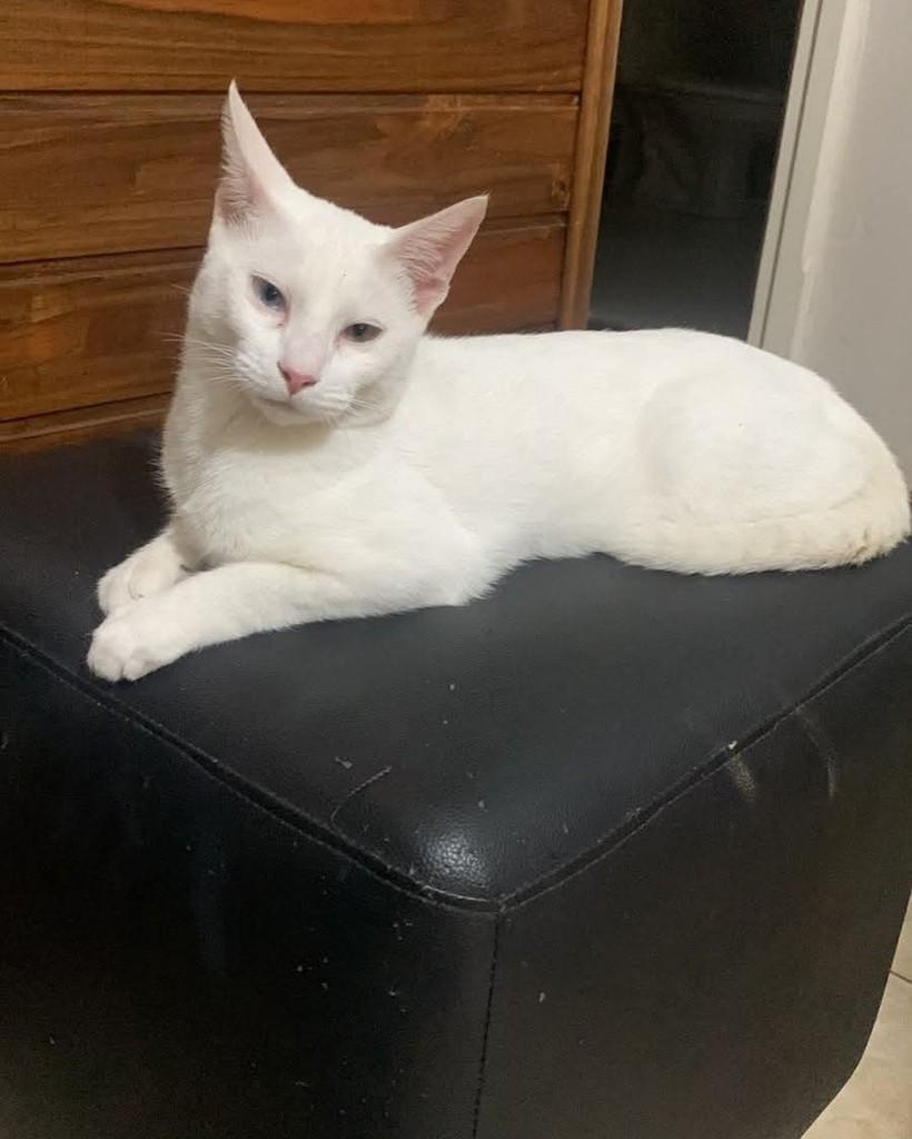 Zoe, gata de porte médio para adoção em Santa Maria - RS