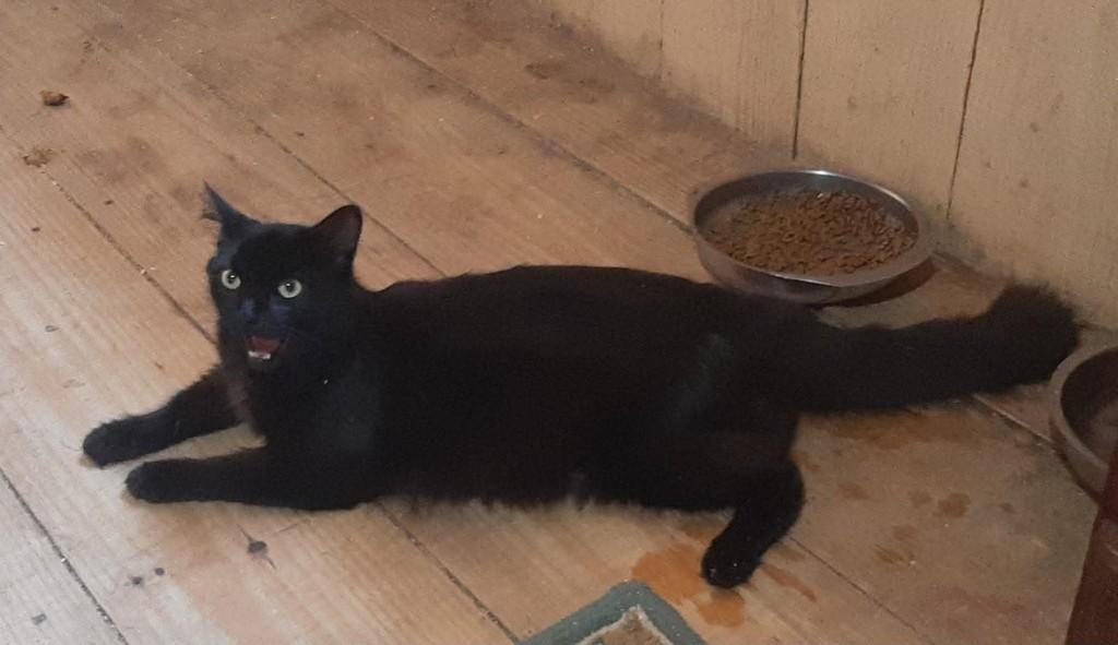Pretinha, gata de porte médio para adoção em Santa Maria - RS