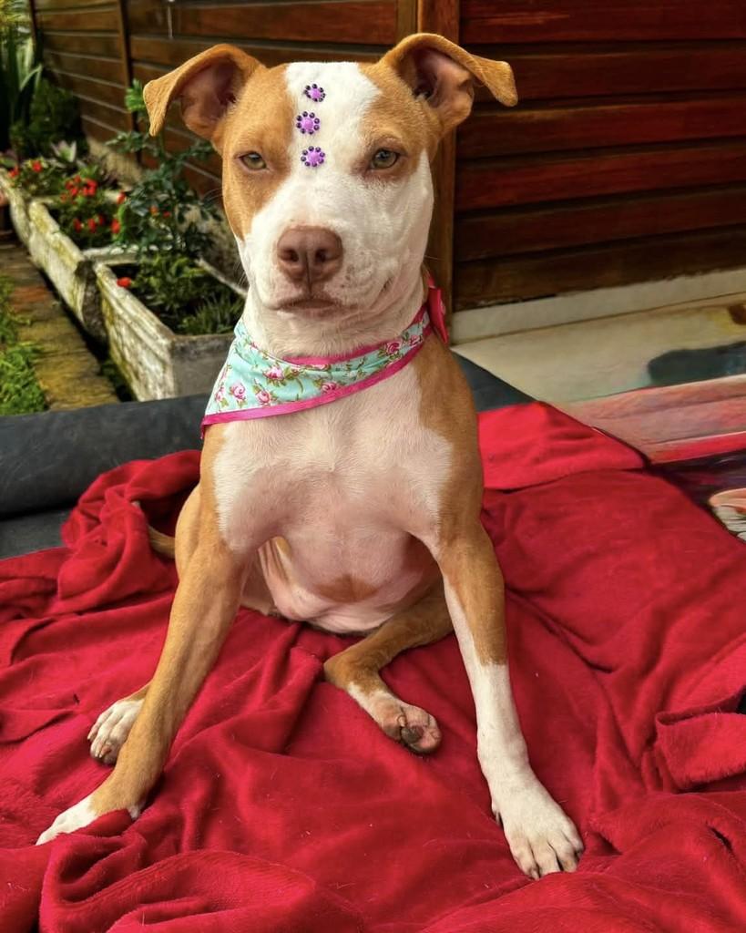 Princesa, cadela de porte médio para adoção em Santa Maria - RS