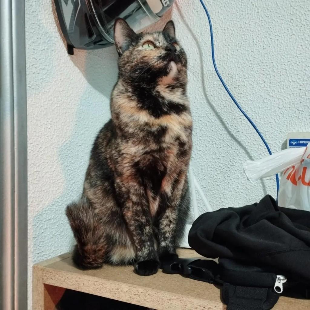 Pantera, gata de porte médio para adoção em Santa Maria - RS