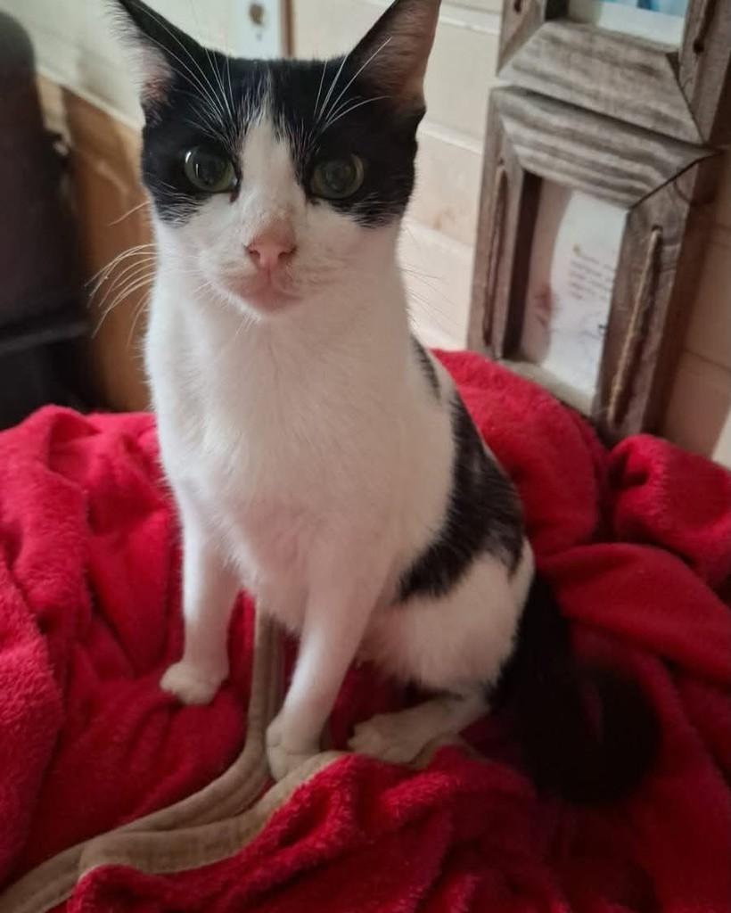Nina, gata de porte pequeno para adoção em Santa Maria - RS