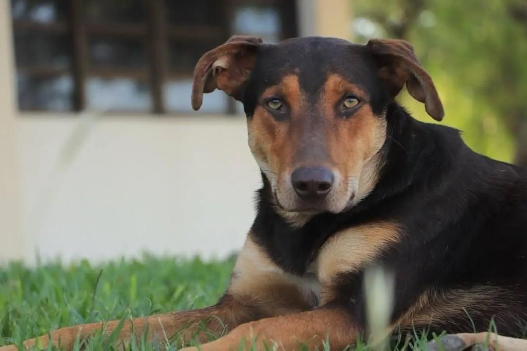 Ruivo, cachorro de porte grande para adoção em Santa Maria - RS