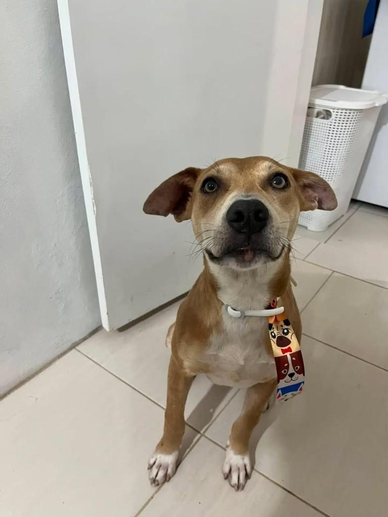 Zeca, cachorro de porte pequeno para adoção em Santa Maria - RS