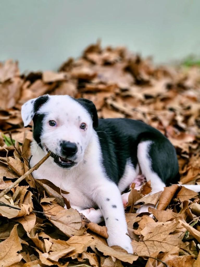 Justin, cachorro de porte grande para adoção em Santa Maria - RS