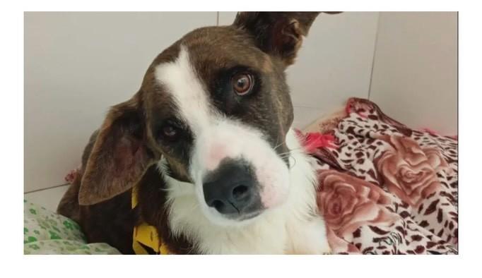 Malhado, cachorro de porte médio para adoção em Santa Maria - RS