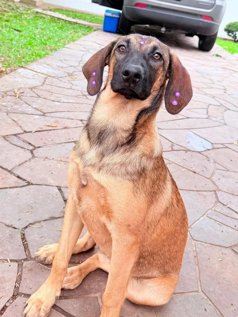 Nala, cadela de porte médio para adoção em Santa Maria - RS