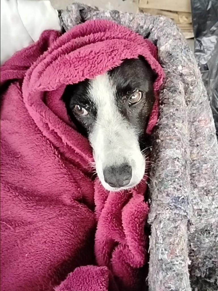 Serena, cadela de porte médio para adoção em Santa Maria - RS