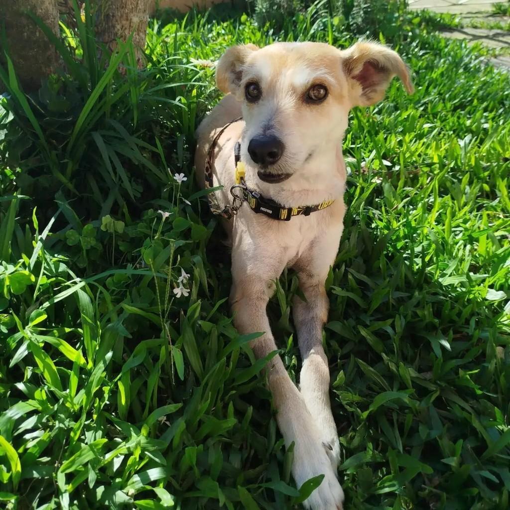 Fiapo Caramelo, cachorro de porte médio para adoção em Santa Maria - RS