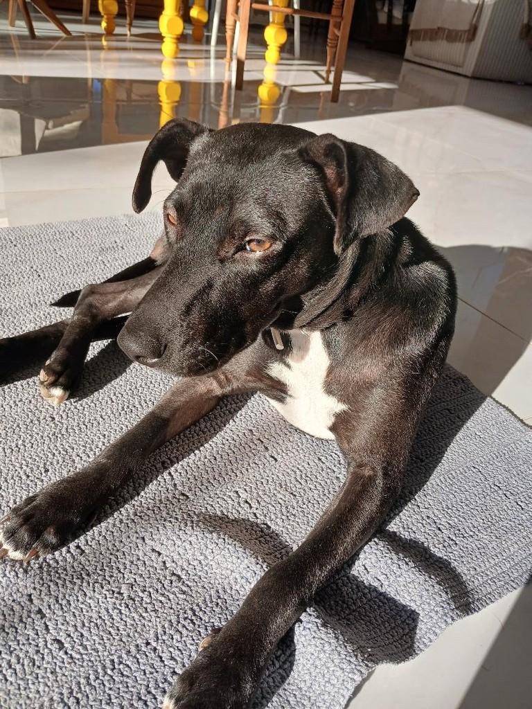 Carol, cadela de porte médio para adoção em Santa Maria - RS