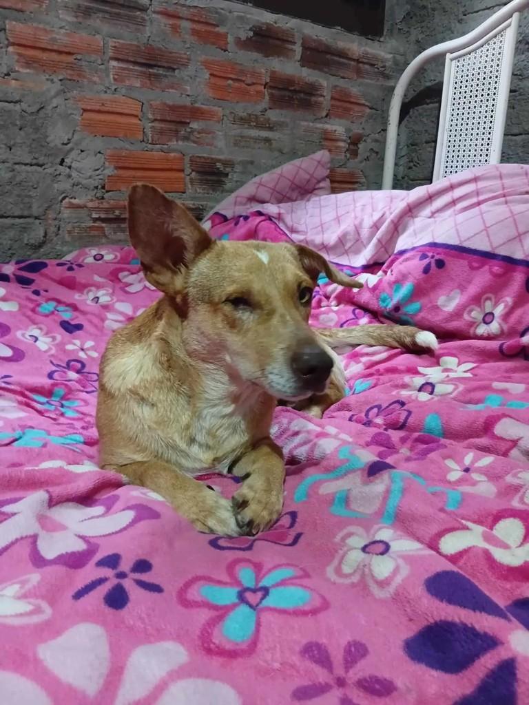 Mãozinha, cadela de porte pequeno para adoção em Santa Maria - RS