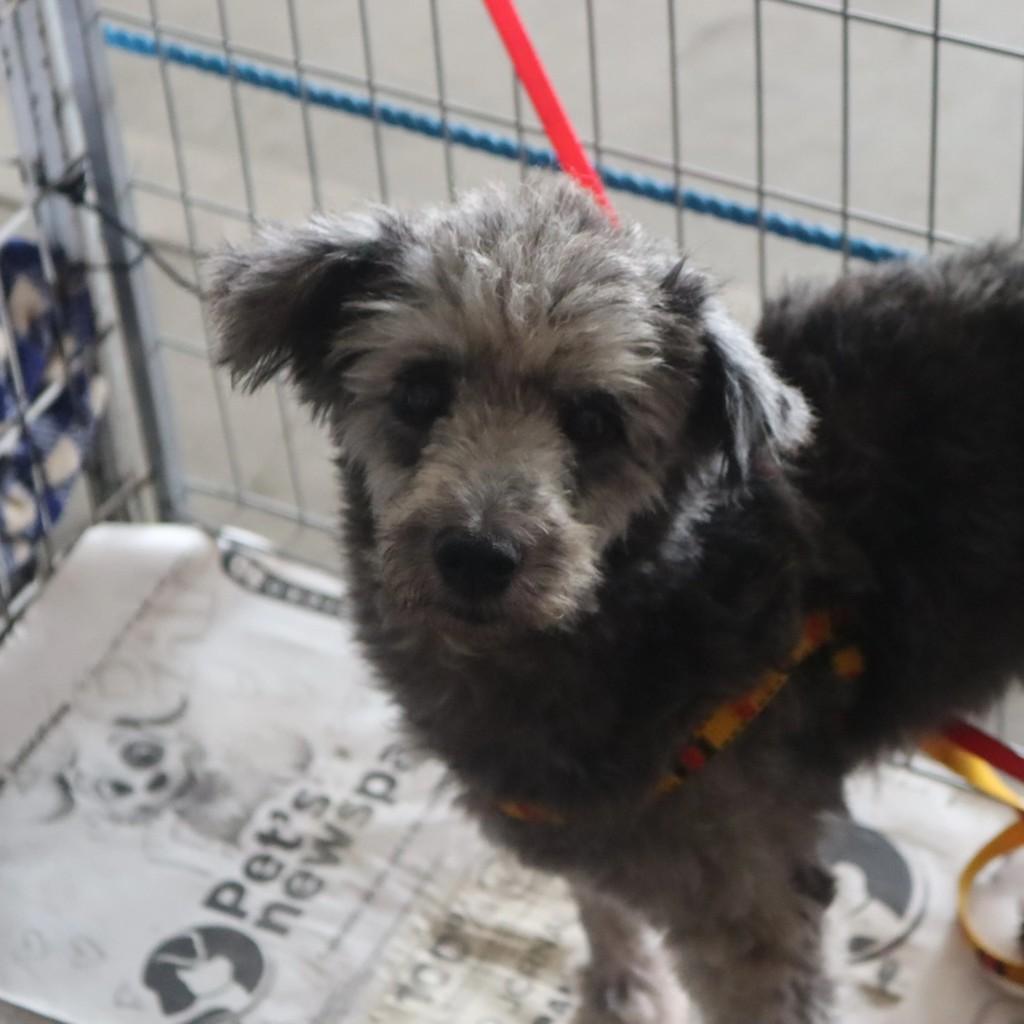 Tião, cachorro de porte pequeno para adoção em São Paulo - SP