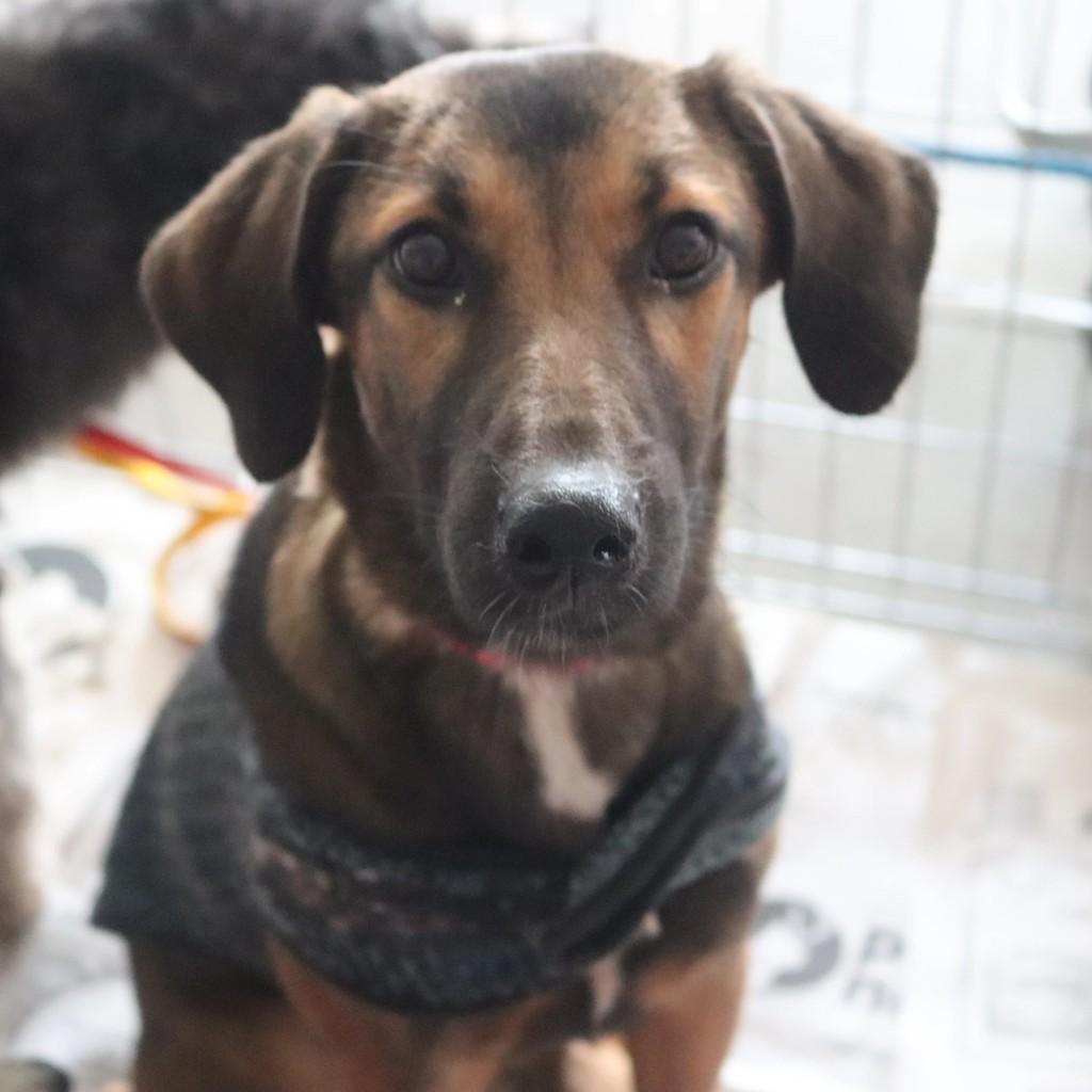 Mogli, cachorro de porte médio para adoção em São Paulo - SP