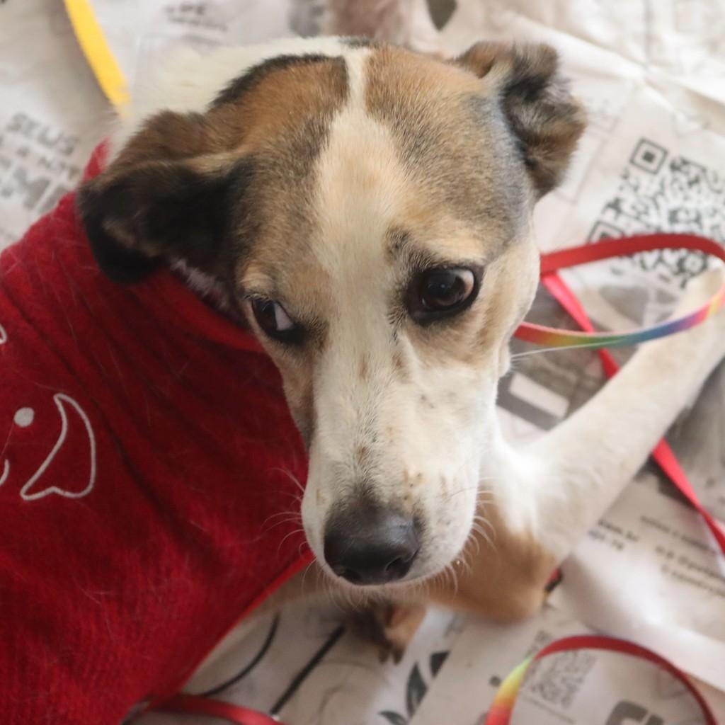 Carol, cadela de porte pequeno para adoção em São Paulo - SP