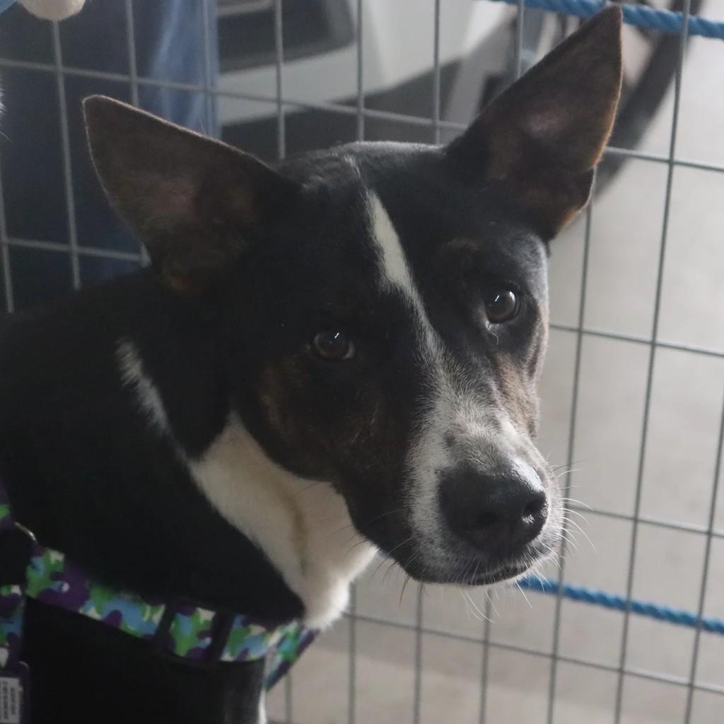 Orelha, cachorro de porte médio para adoção em São Paulo - SP