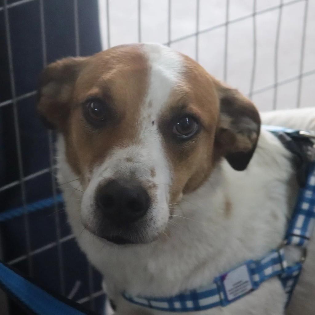 Jorge, cachorro de porte médio para adoção em São Paulo - SP
