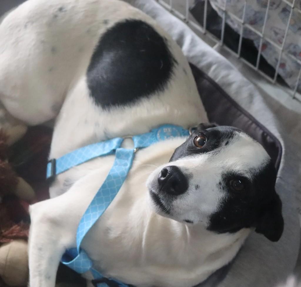 Romero, cachorro de porte médio para adoção em São Paulo - SP