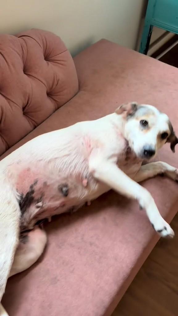 Ceci, cachorro de porte médio para adoção em São Paulo - SP