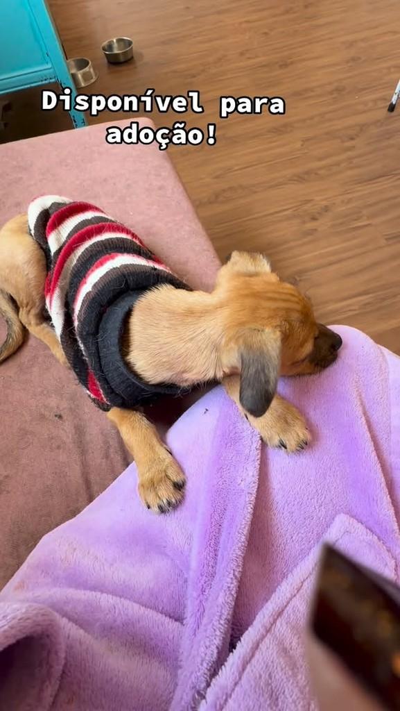 Lorena, cachorro para adoção em São Paulo - SP