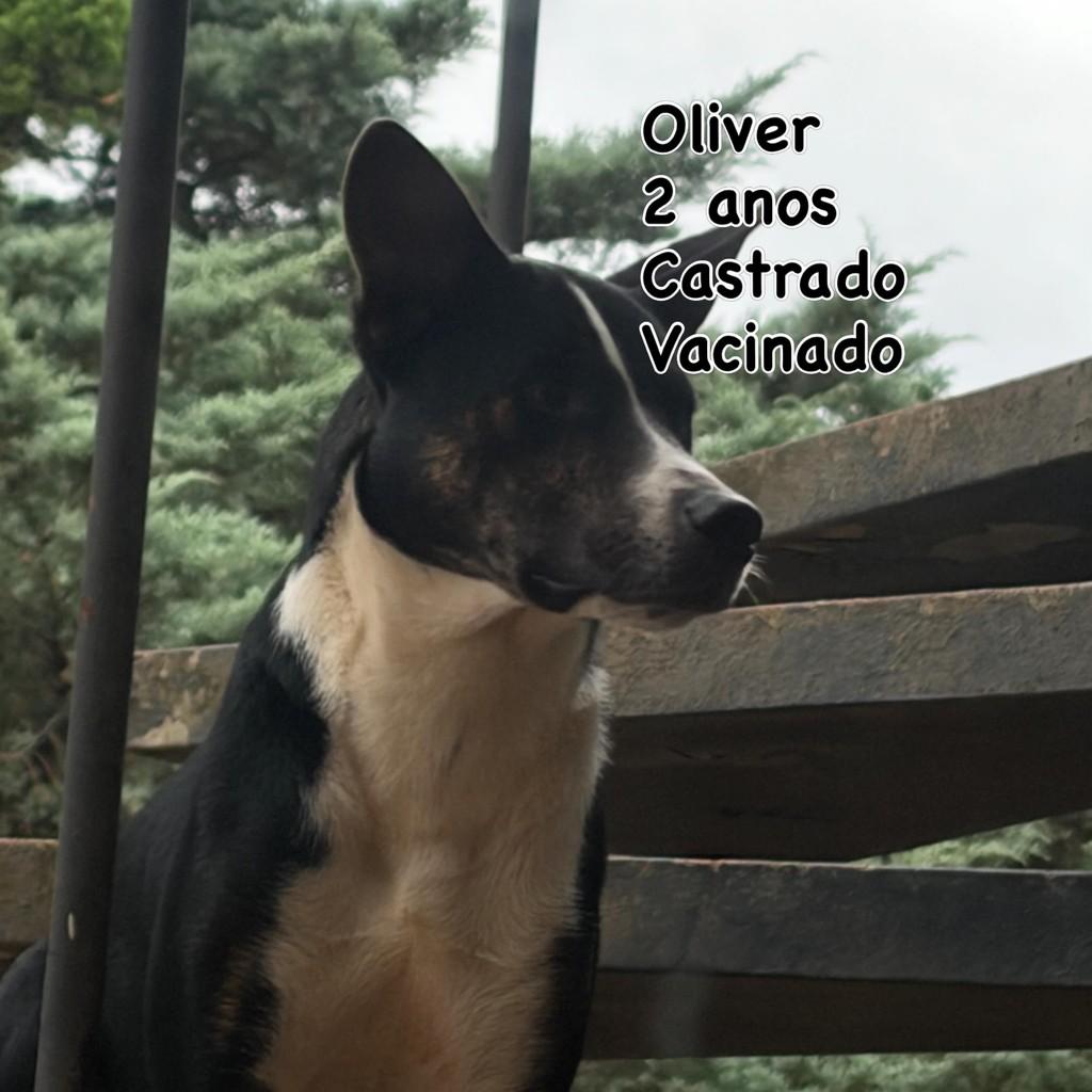 Oliver, cachorro de porte grande para adoção em São Paulo - SP