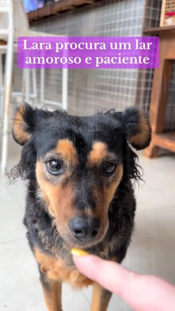 Lara, cachorro de porte pequeno para adoção em São Paulo - SP