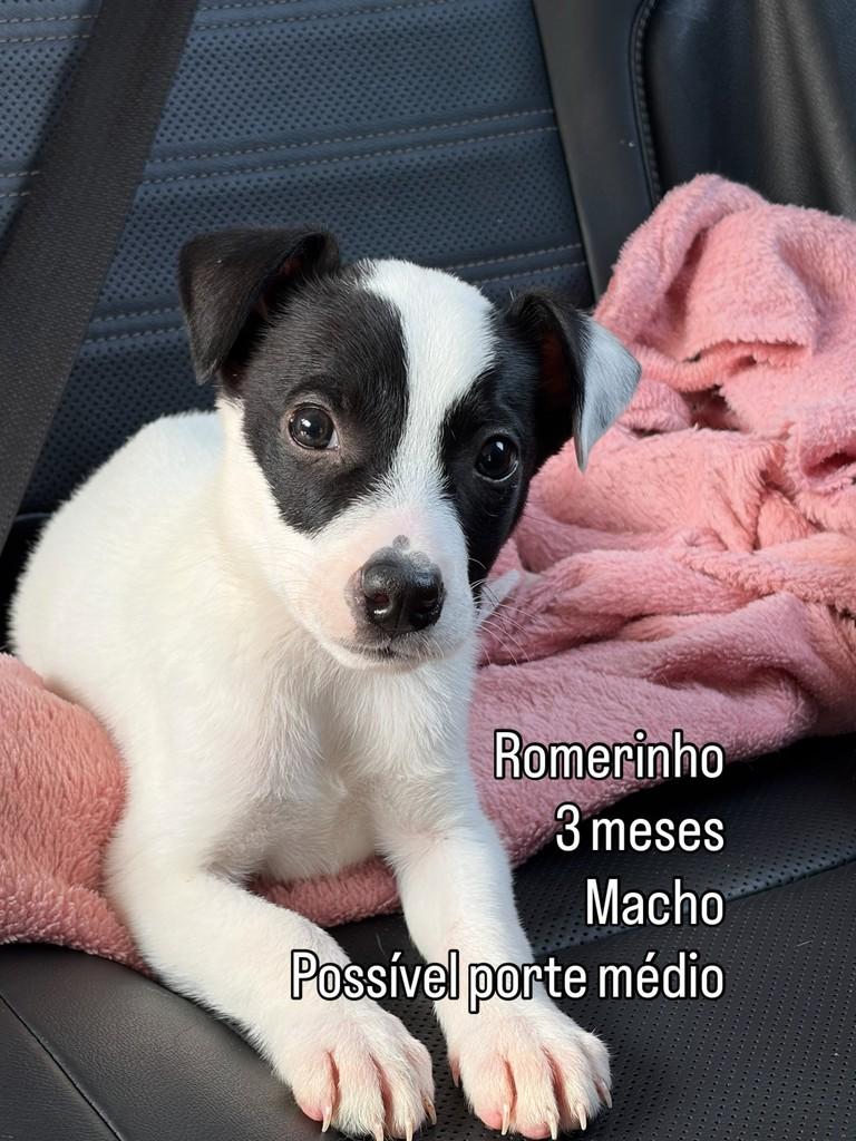 Romerinho, cachorro de porte pequeno para adoção em São Paulo - SP
