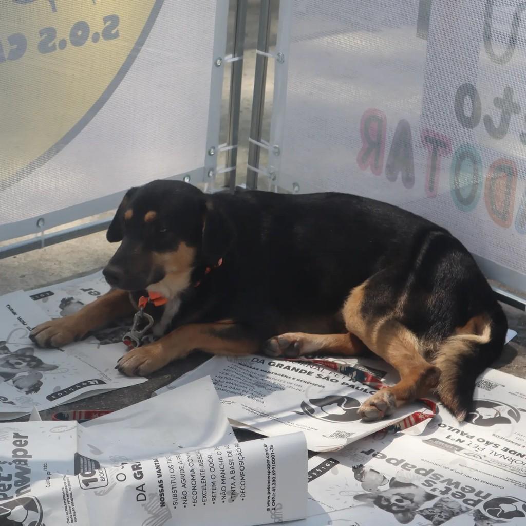 Stalone, cachorro de porte médio para adoção em São Paulo - SP