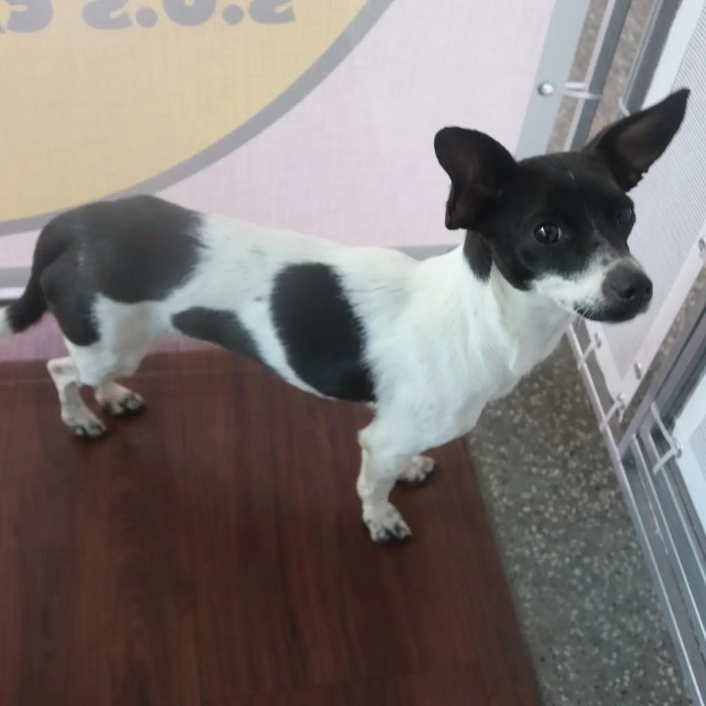 Celinha, cadela de porte pequeno para adoção em São Paulo - SP