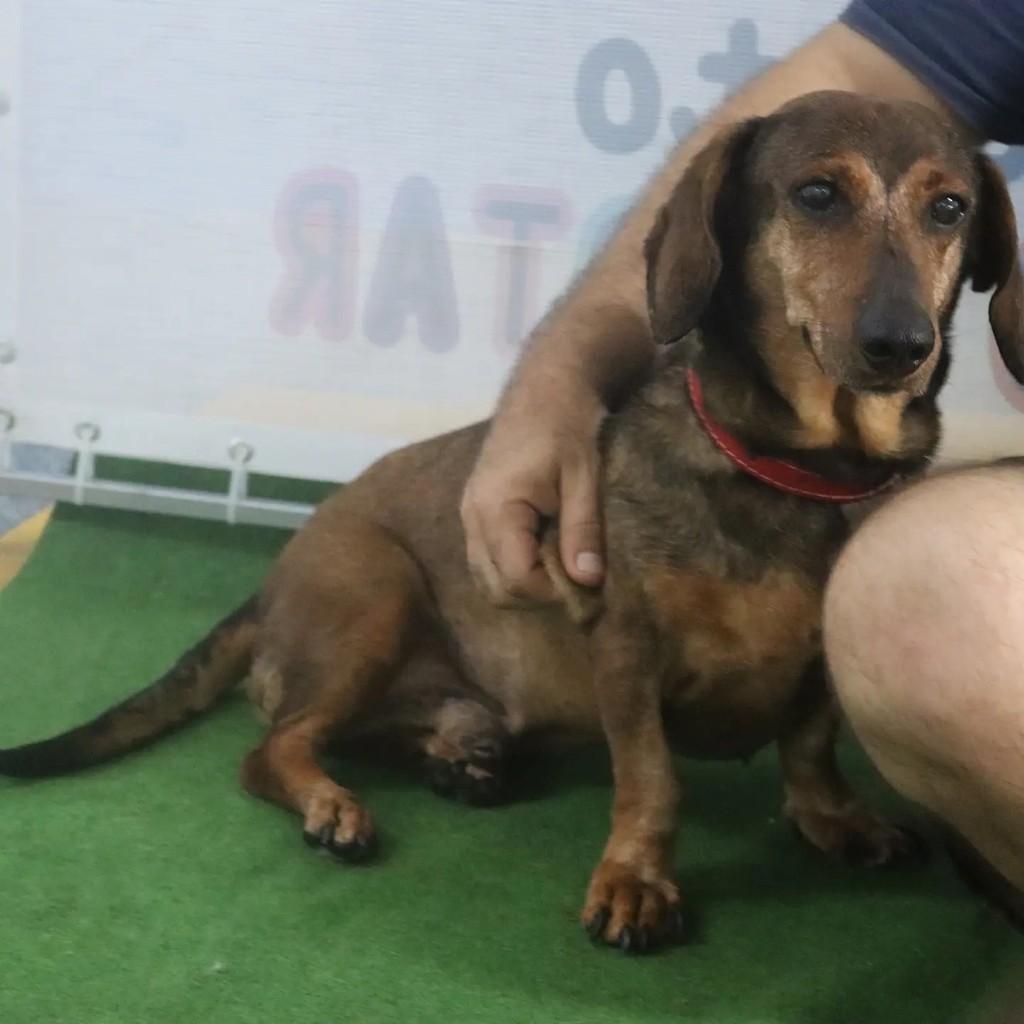 Amendoim, cachorro de porte pequeno para adoção em São Paulo - SP
