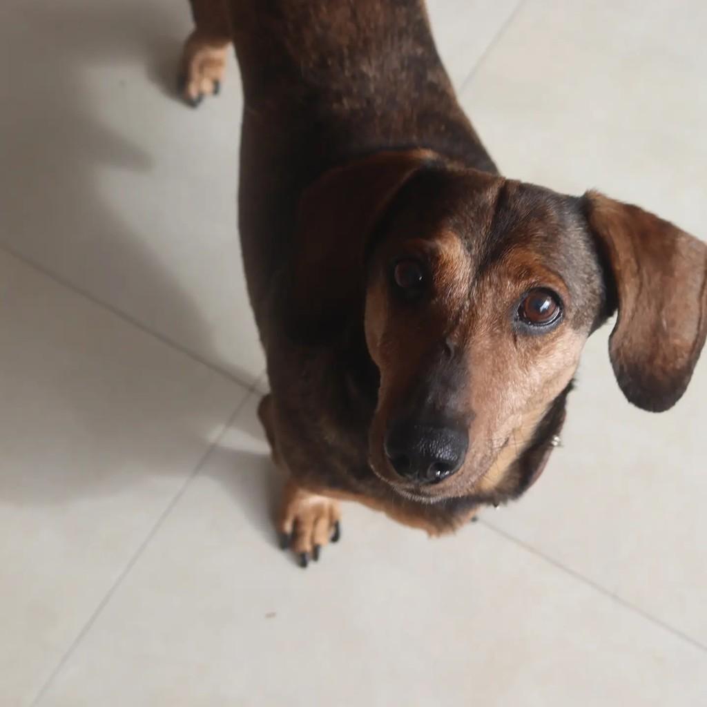 Amendoim, cachorro de porte pequeno para adoção em São Paulo - SP — foto 2 de 2