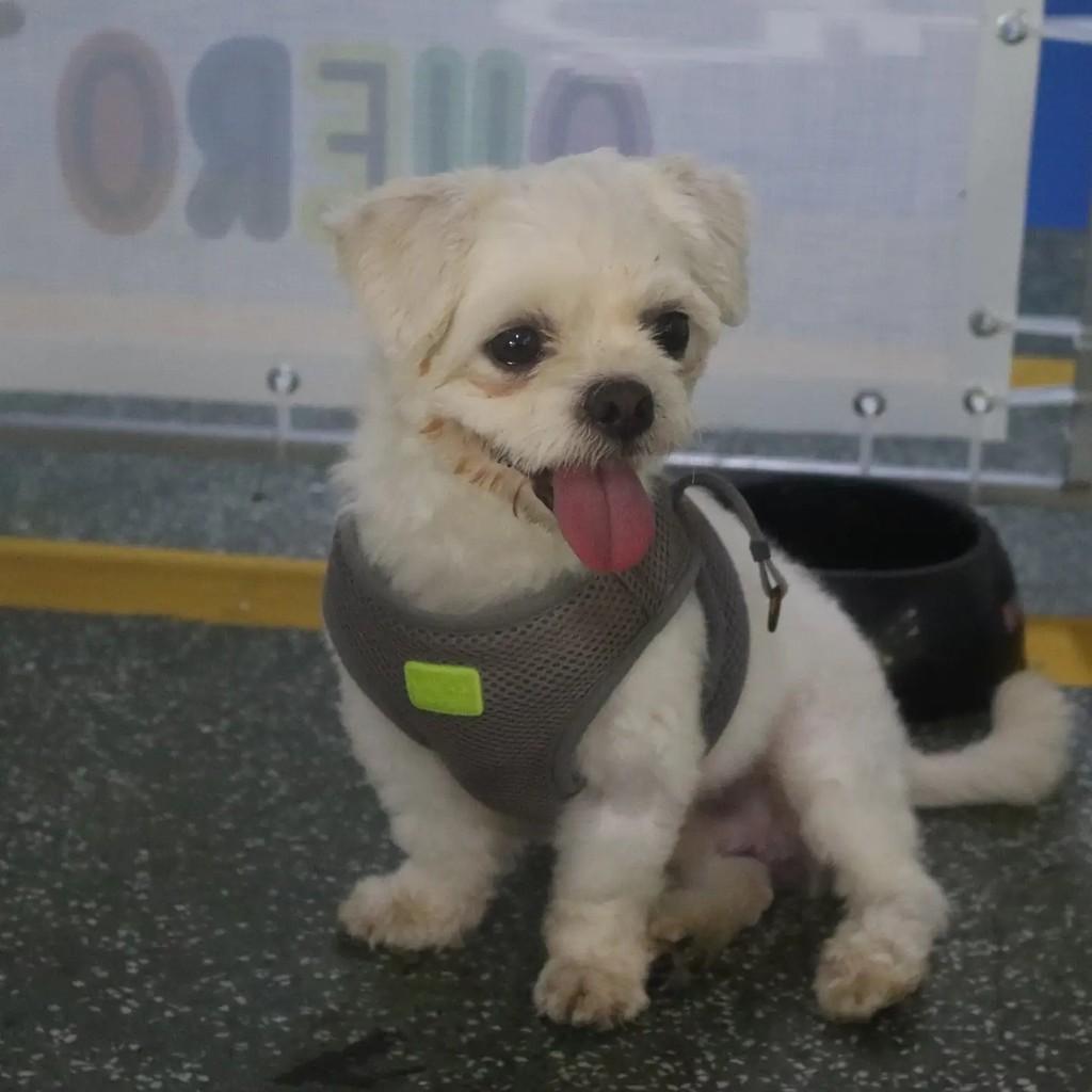 Claudinho, cachorro de porte pequeno para adoção em São Paulo - SP