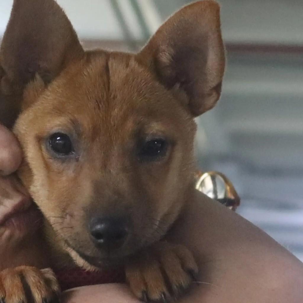 Judite, cadela de porte pequeno para adoção em São Paulo - SP