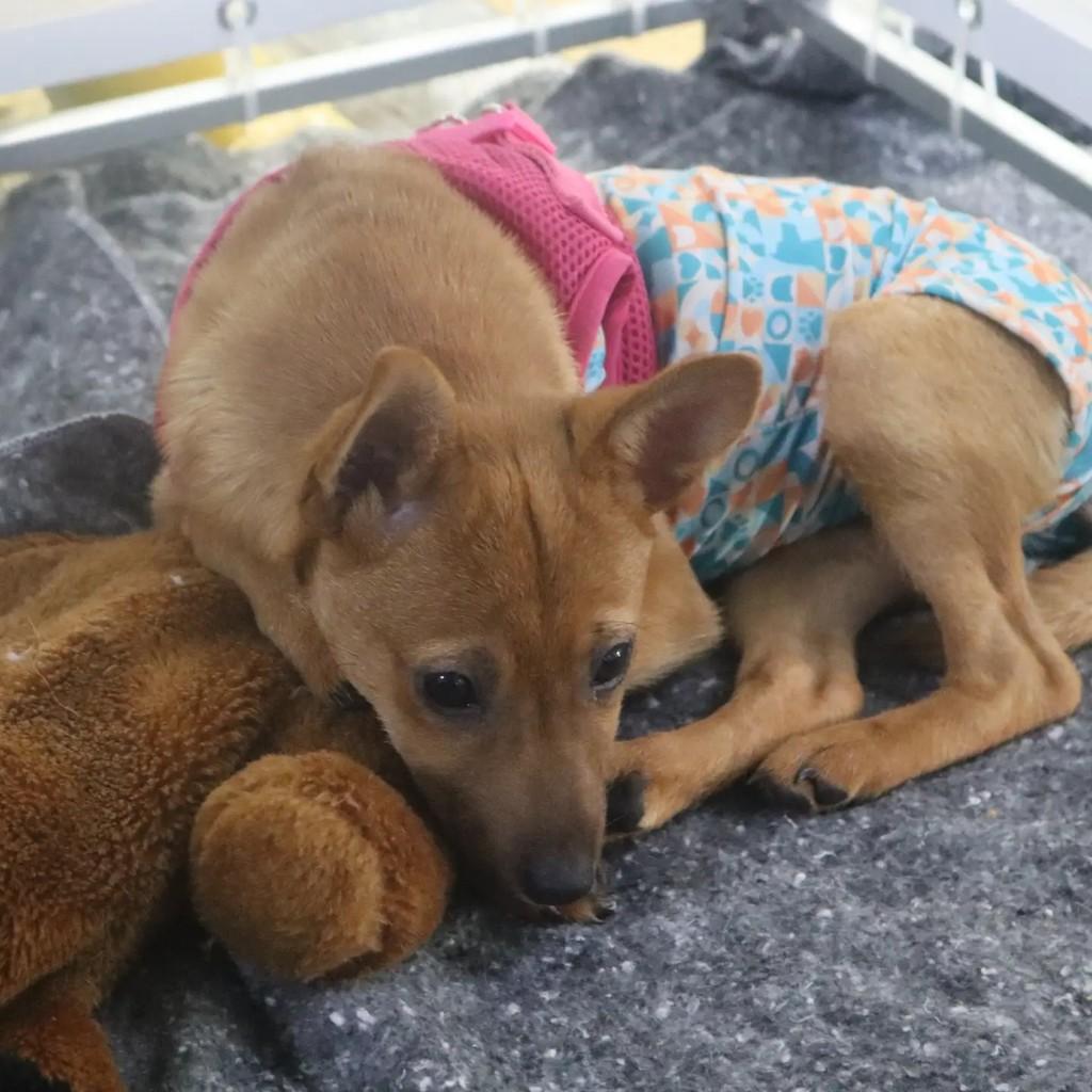 Judite, cadela de porte pequeno para adoção em São Paulo - SP — foto 2 de 2