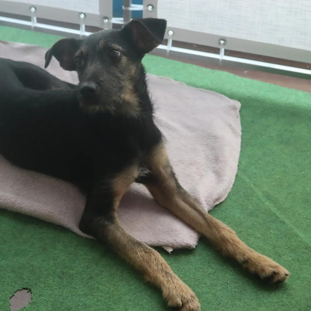 Leninha, cadela de porte médio para adoção em São Paulo - SP