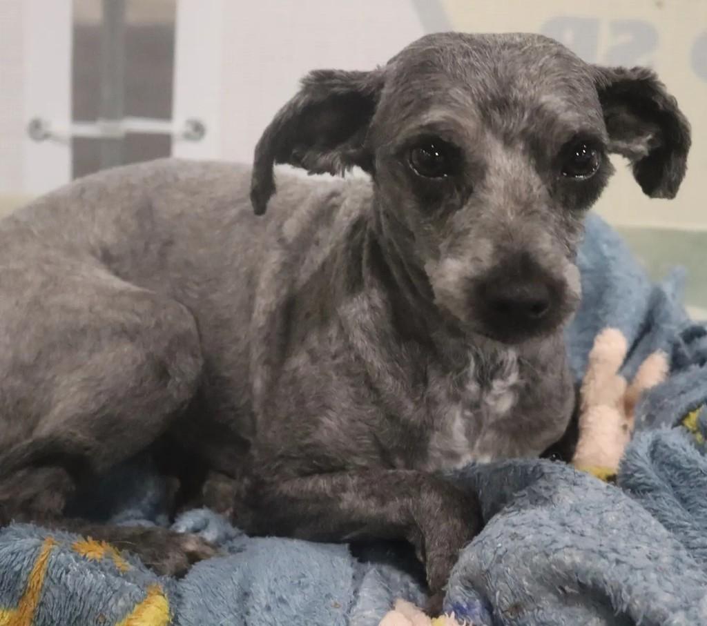 Tiffany, cadela de porte pequeno para adoção em São Paulo - SP