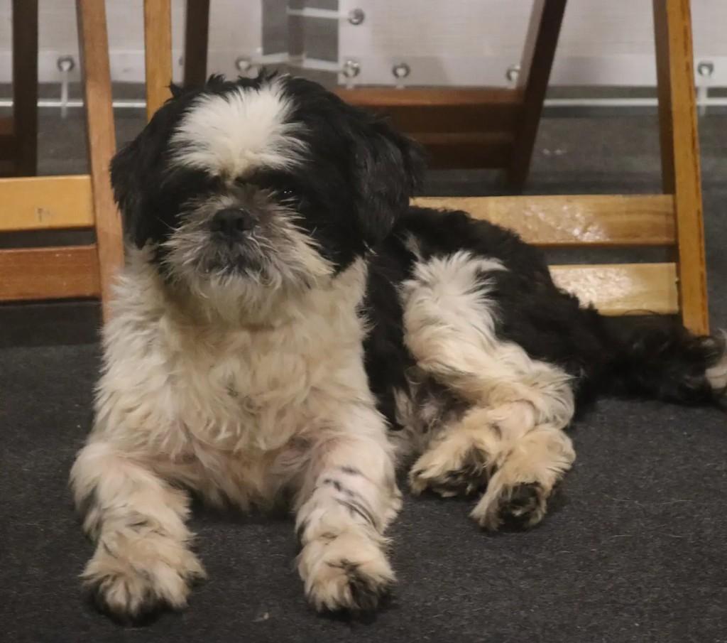 Tunico, cachorro de porte pequeno para adoção em São Paulo - SP