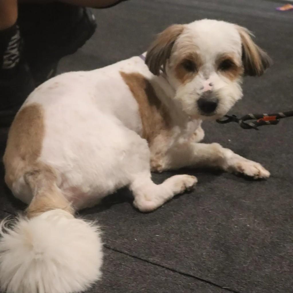 Chitão, cachorro de porte médio para adoção em São Paulo - SP